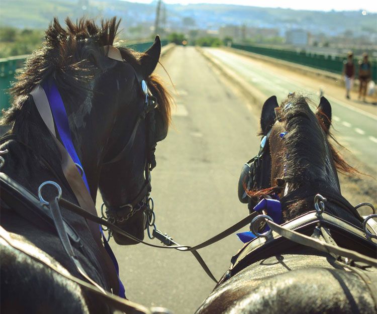 Aprende a montar a caballo en Sevilla - Centro Hipico Doble M